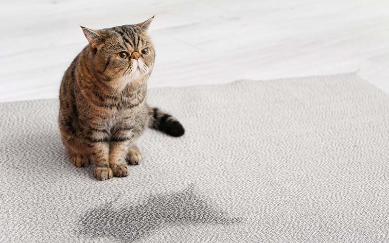 carpet cleaning in brooklyn, carpet cleaning in new york, carpet cleaning brooklyn, carpet cleaners in brooklyn, carpet cleaners in new york, commercial carpet cleaning, commercial carpet cleaning in brooklyn, brooklyn rug cleaners, rug cleaning services in brooklyn, same day carpet cleaning, same day rug cleaning